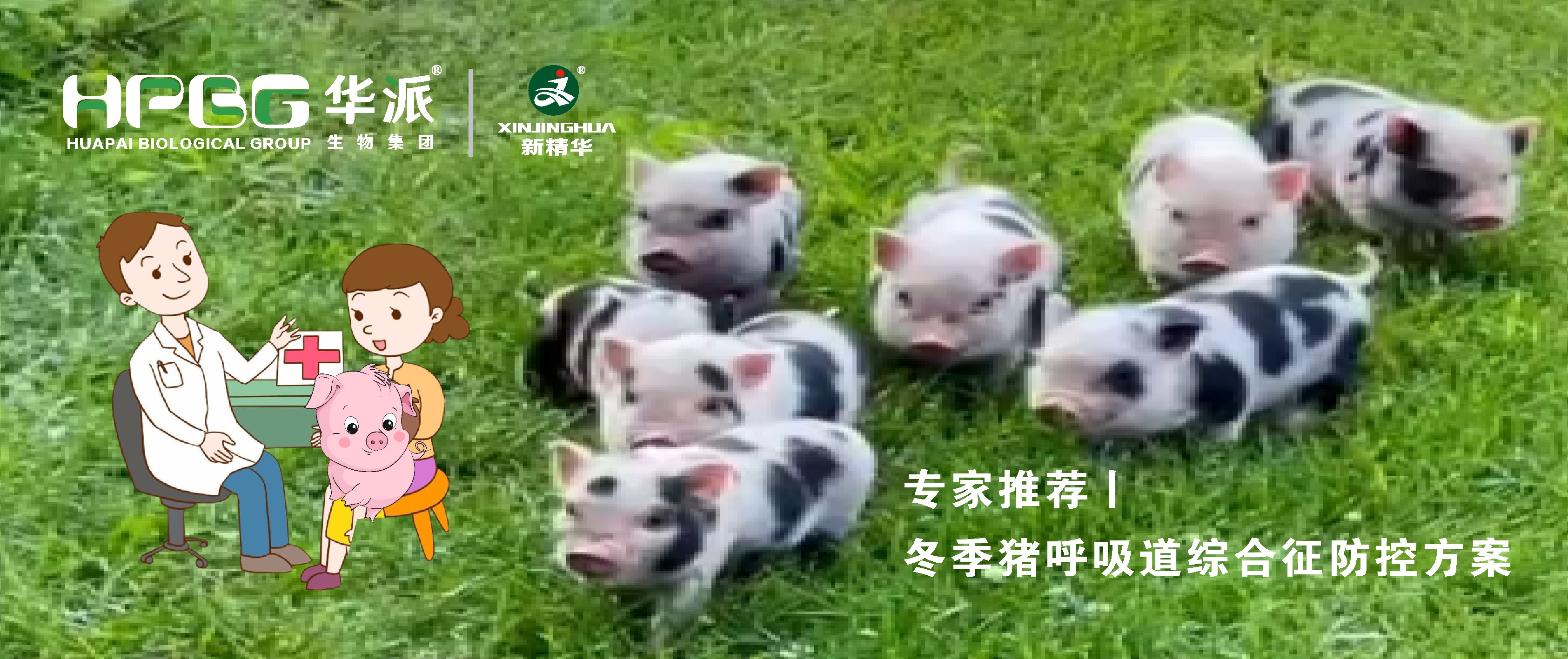 视频丨冬季猪呼吸道综合征防控方案，请收好&hellip;&hellip;