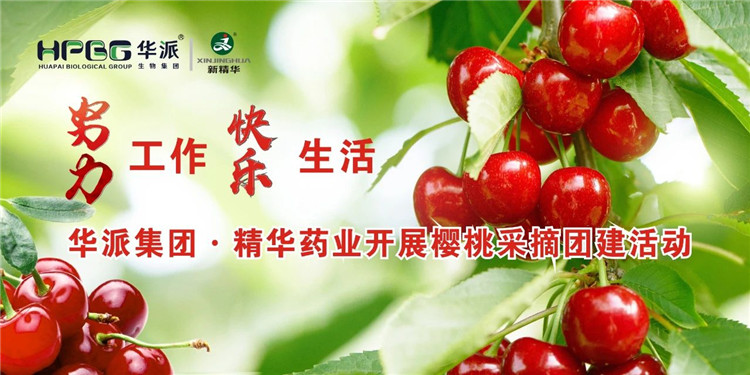 努力工作 快乐生活 | 华派集团&middot;精华药业开展樱桃采摘团建活动